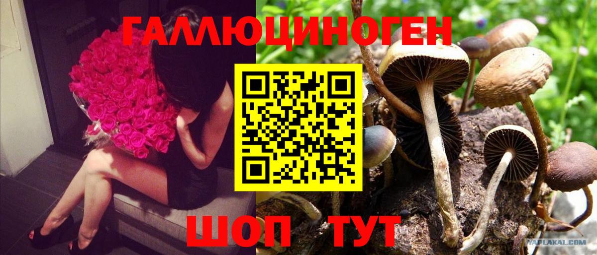 Галлюциногенные грибы Cubensis Майкоп