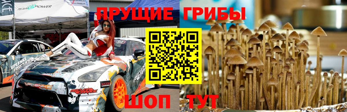 Галлюциногенные грибы Psilocybine cubensis  Псилоцибиновые грибы Magic Shrooms  Вход с VPN  Майкоп 